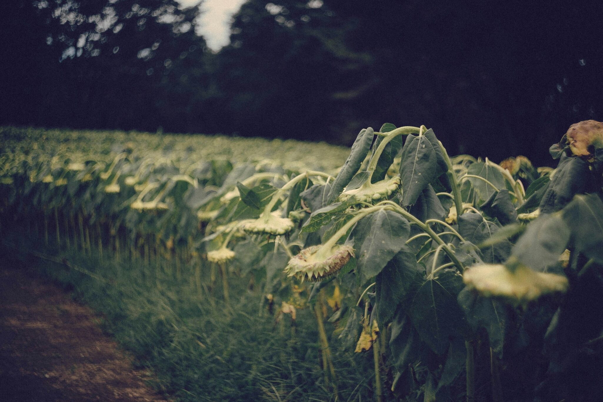 New study highlights the projected decline in crop yields due to climate change, affecting global food security by 2100.