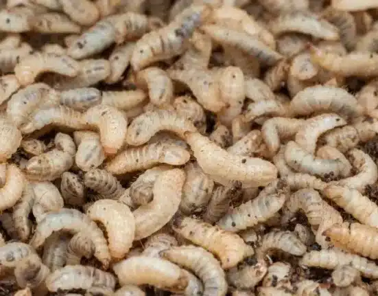 MYGroup has partnered with insect genetics company Beta Bugs to supply Black Soldier Fly (BSF) eggs for its Insectology™ food waste treatment process.