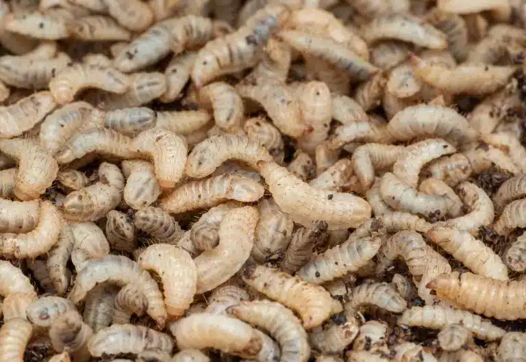 MYGroup has partnered with insect genetics company Beta Bugs to supply Black Soldier Fly (BSF) eggs for its Insectology™ food waste treatment process.