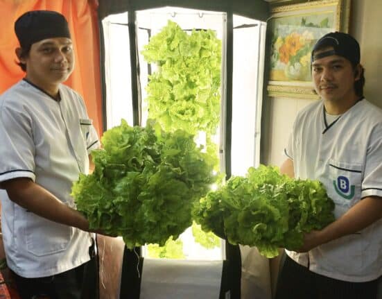 Berge Bulk has harvested 1.2 metric tonnes of vegetables in 2024 using hydroponic systems installed across 75 vessels.