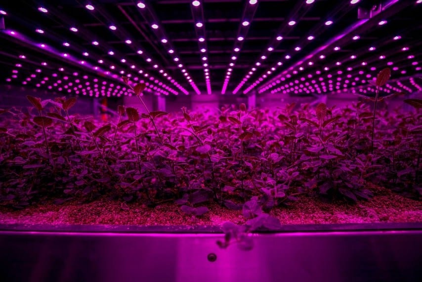 Explore the journey of Future Crops, an Israeli-Dutch vertical farming venture that focused on sustainable fresh produce.