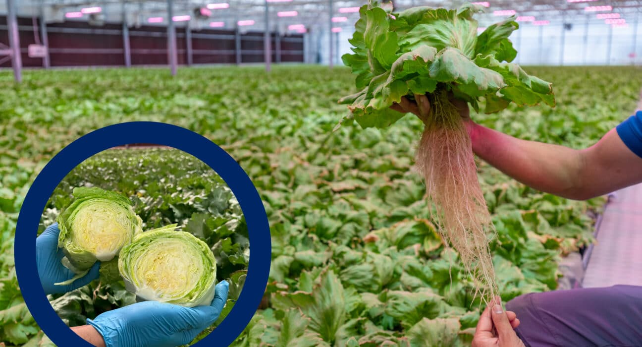 GreenLife partnered with Swiss firm CleanGreens to launch Kuwait’s first aeroponic farm, adapting high-tech European systems to local desert conditions.