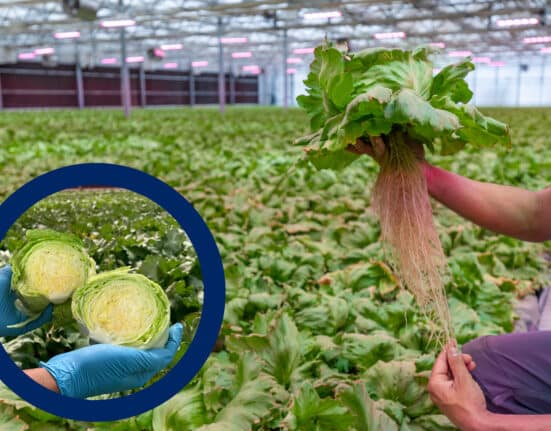 GreenLife partnered with Swiss firm CleanGreens to launch Kuwait’s first aeroponic farm, adapting high-tech European systems to local desert conditions.