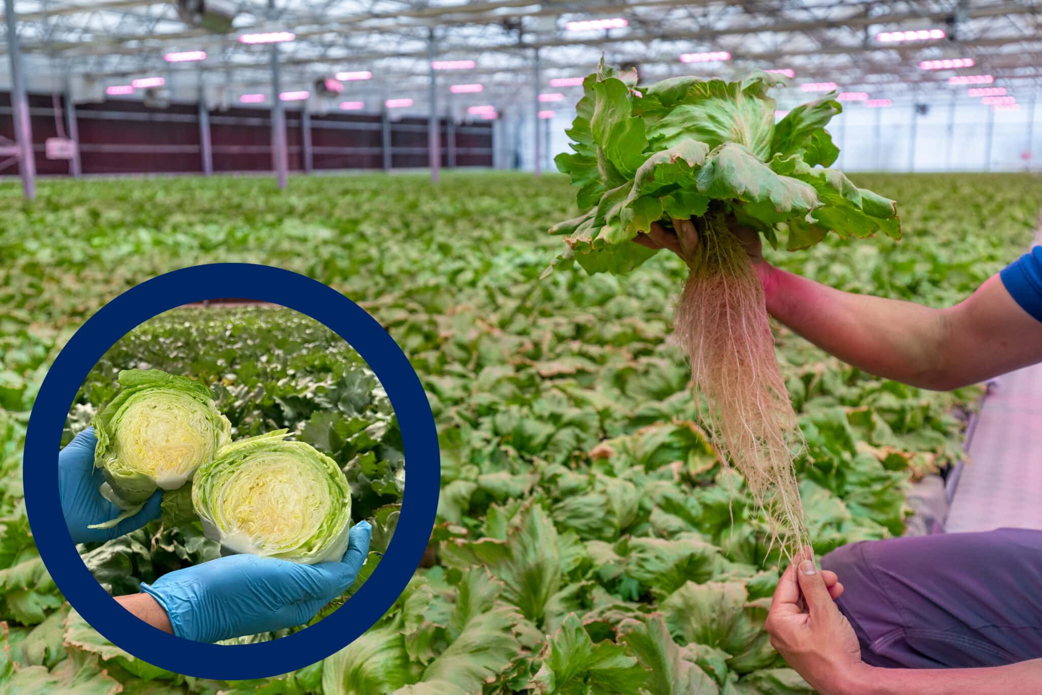 GreenLife partnered with Swiss firm CleanGreens to launch Kuwait’s first aeroponic farm, adapting high-tech European systems to local desert conditions.