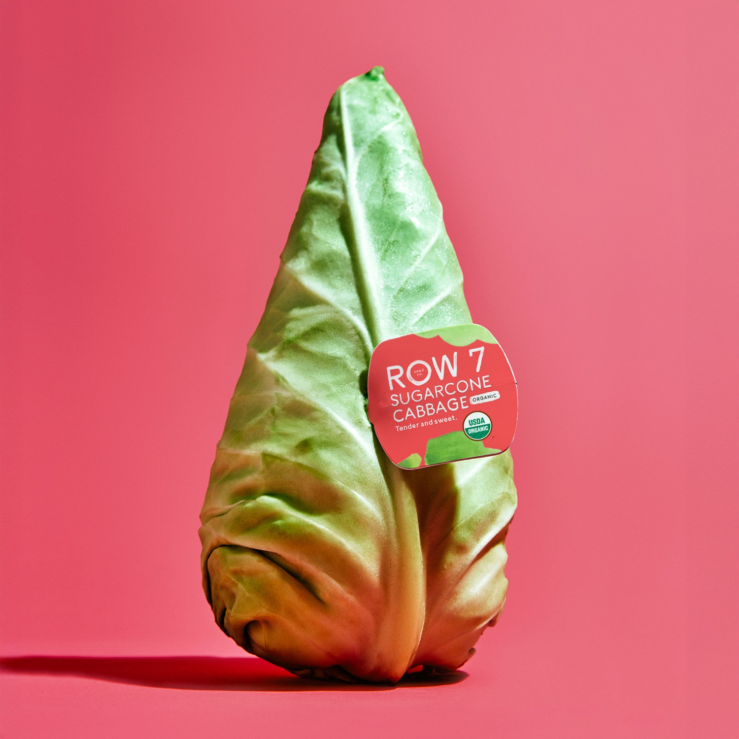 Row 7 launches Sugarcone cabbage in 325 Whole Foods stores, offering sweet, tender, flavor-first cabbages to home cooks.