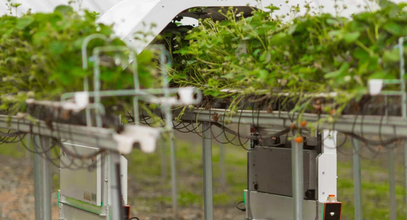 Saga Robotics, Bitwise Agronomy, and Chambers Farm announce a three-way collaboration focused on automated yield forecasting.