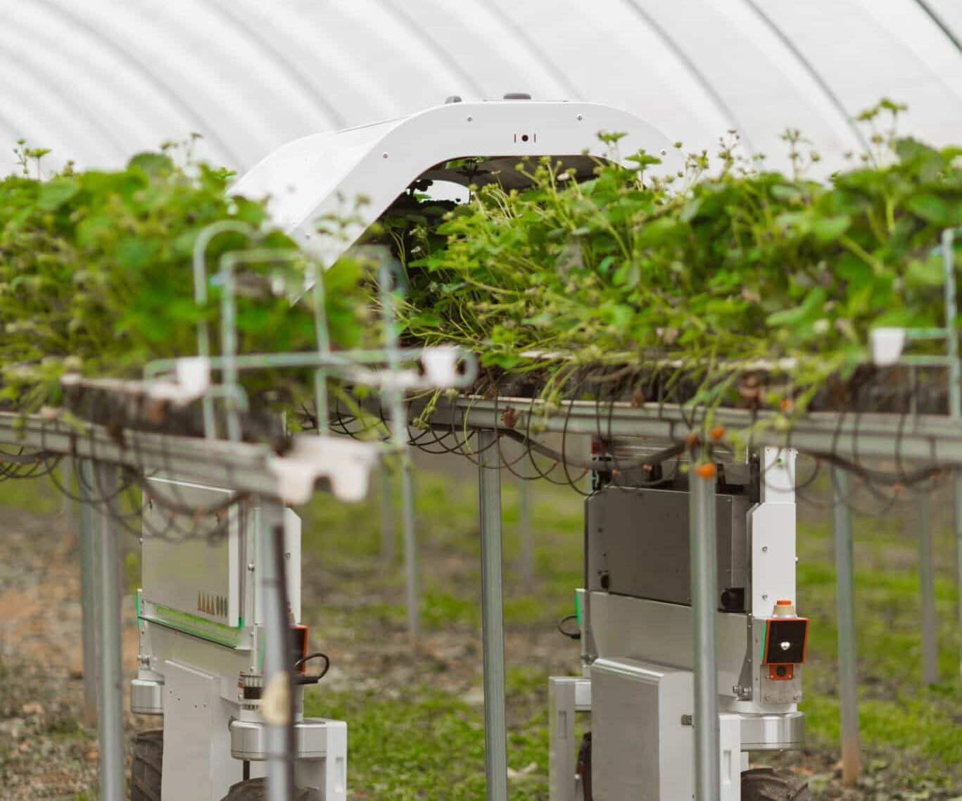 Saga Robotics, Bitwise Agronomy, and Chambers Farm announce a three-way collaboration focused on automated yield forecasting.
