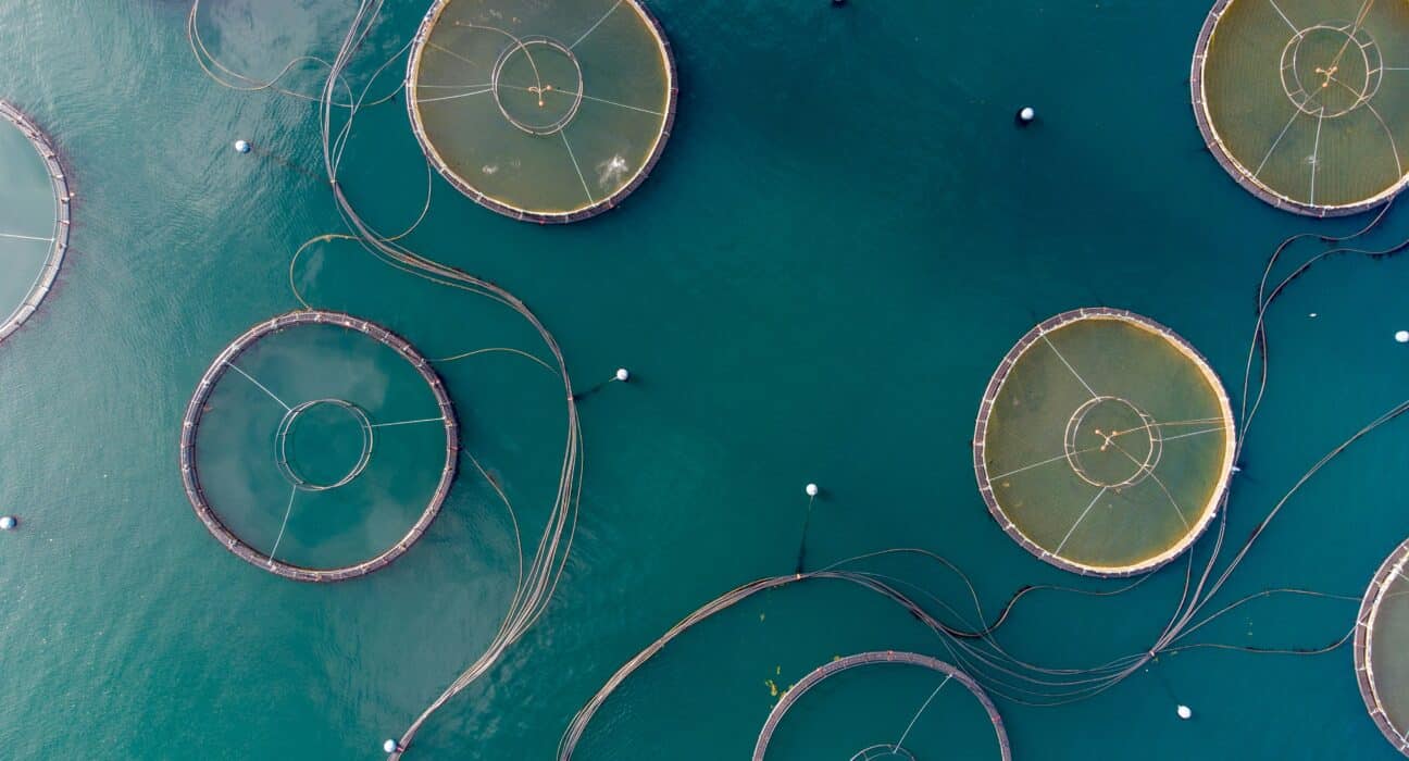 New York awards $1.2M to 17 Long Island aquaculture firms, expanding sustainable seafood under its Blue Food Transformation plan.