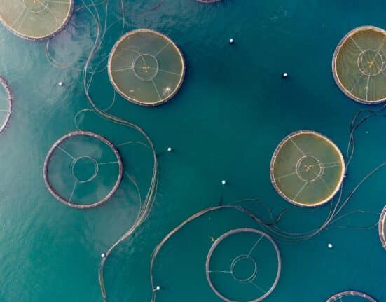 New York awards $1.2M to 17 Long Island aquaculture firms, expanding sustainable seafood under its Blue Food Transformation plan.