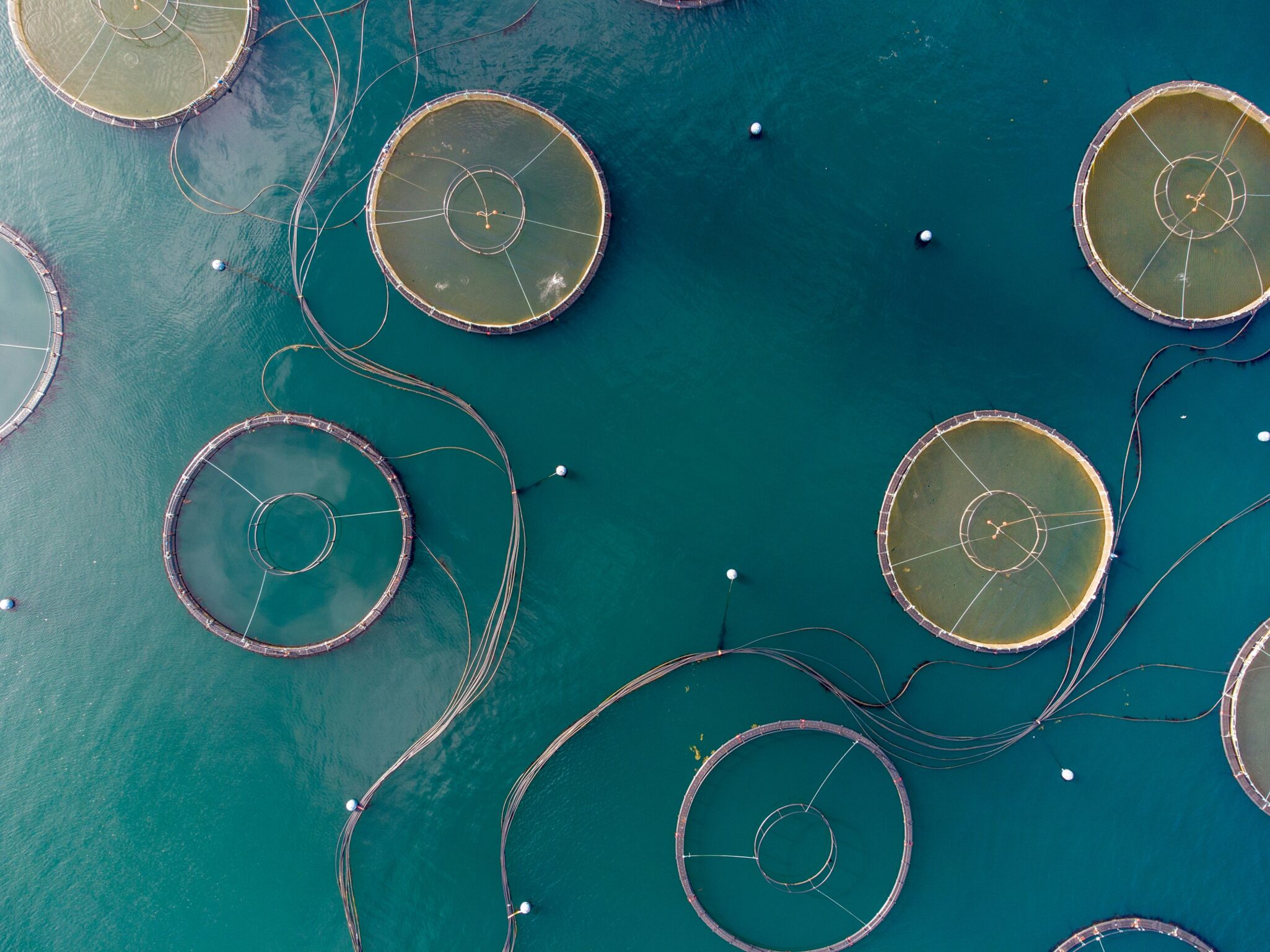 New York awards $1.2M to 17 Long Island aquaculture firms, expanding sustainable seafood under its Blue Food Transformation plan.