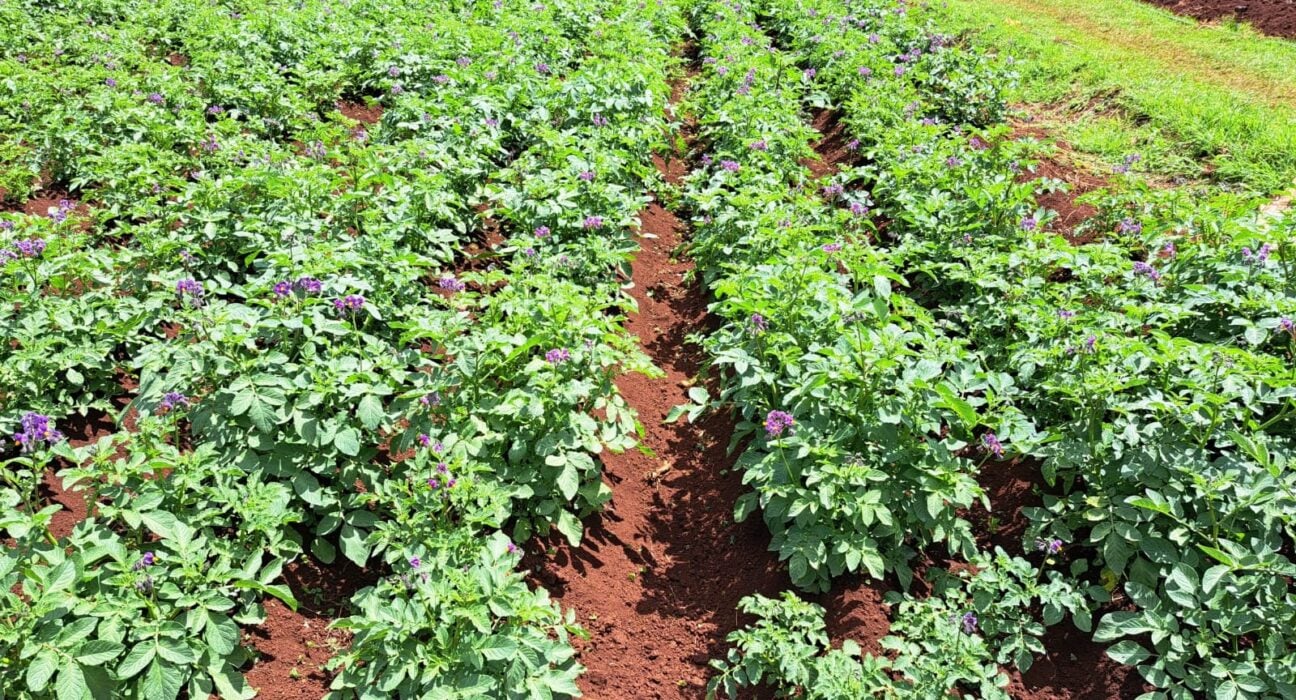 Solynta’s hybrid breeding model replaces bulky seed tubers with efficient, true potato seeds, according to Charles Miller