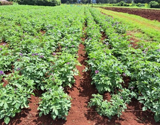 Solynta’s hybrid breeding model replaces bulky seed tubers with efficient, true potato seeds, according to Charles Miller