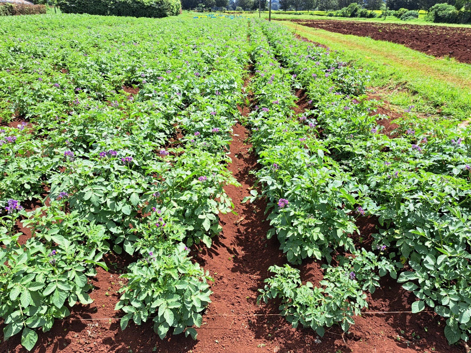 Solynta’s hybrid breeding model replaces bulky seed tubers with efficient, true potato seeds, according to Charles Miller