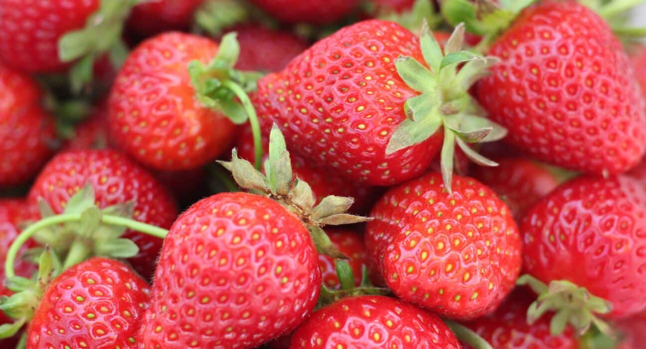 Université Laval has received a $5 million grant from the Weston Family Foundation for its VertBerry project.