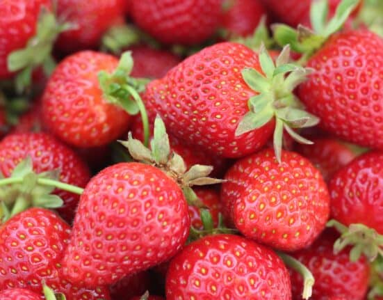 Université Laval has received a $5 million grant from the Weston Family Foundation for its VertBerry project.