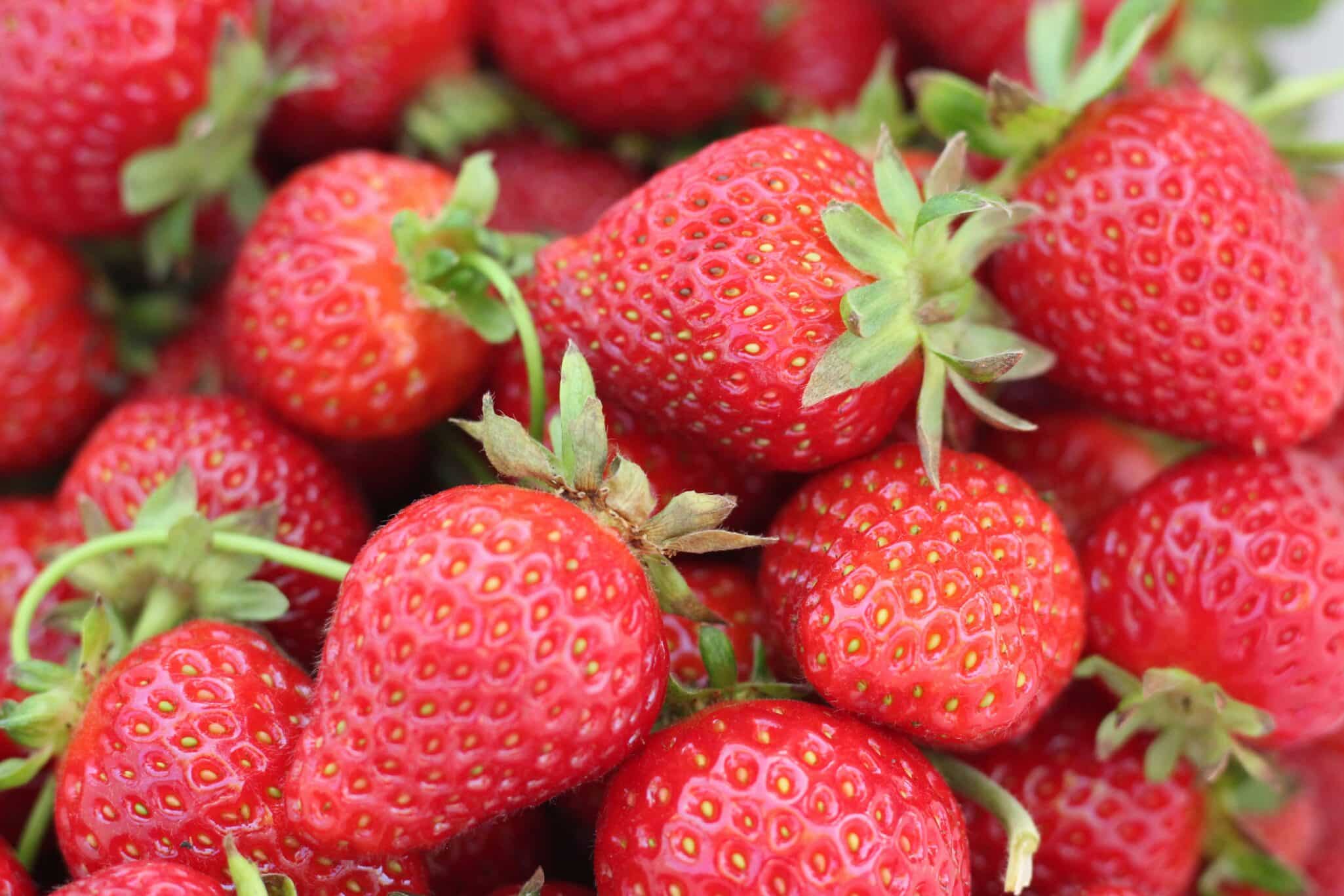 Université Laval has received a $5 million grant from the Weston Family Foundation for its VertBerry project.