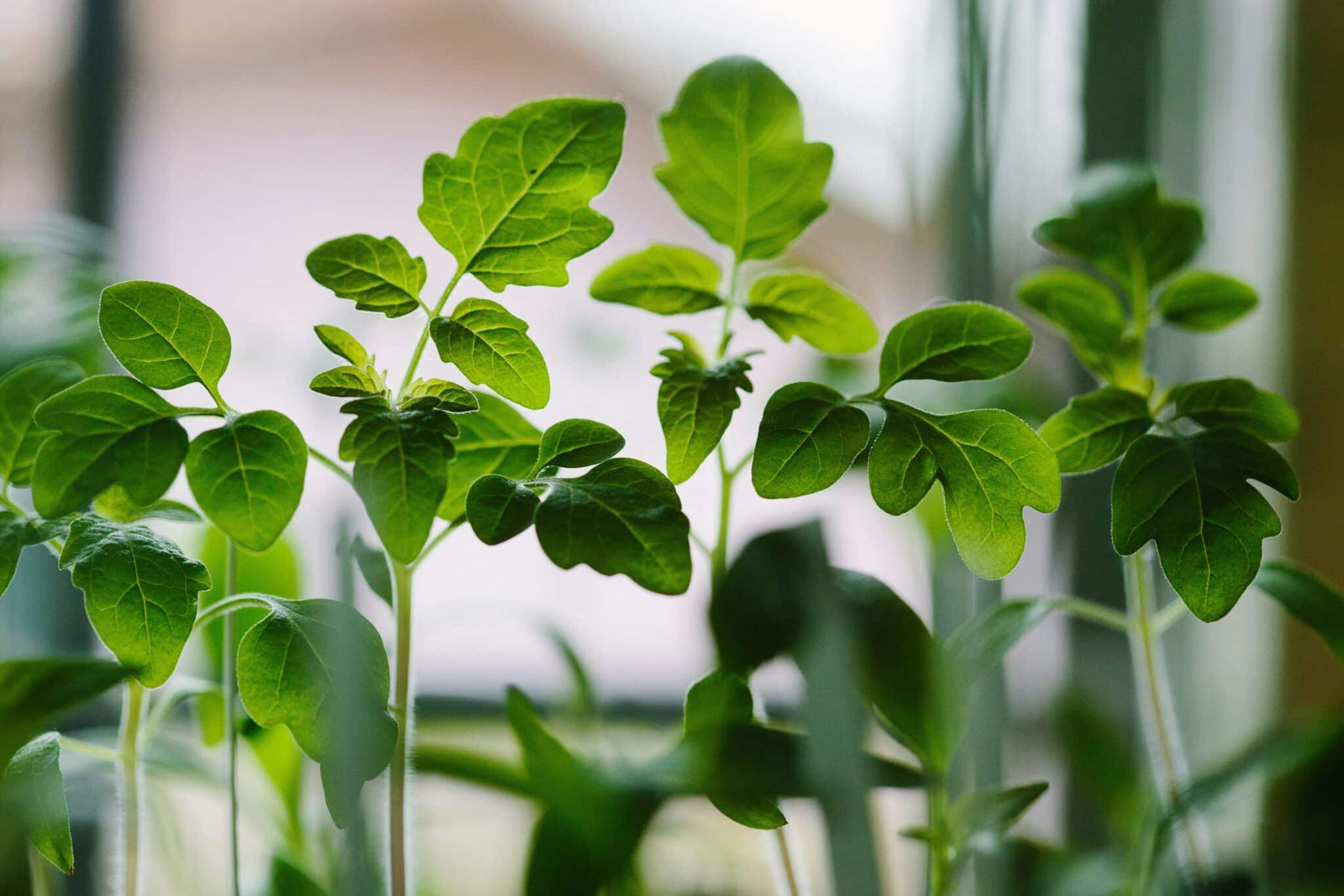 The New York State Department of Agriculture announces third round of funding for urban agriculture initiatives