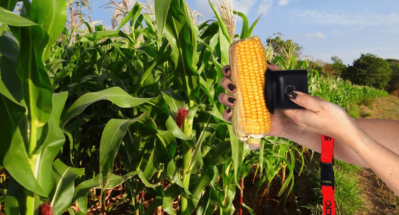 SCIO, formerly known as Consumer Physics, has launched the SCIO Mini 2, a next-generation handheld device designed to help corn growers and seed producers measure moisture levels quickly and accurately