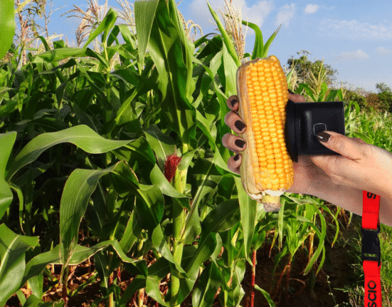 SCIO, formerly known as Consumer Physics, has launched the SCIO Mini 2, a next-generation handheld device designed to help corn growers and seed producers measure moisture levels quickly and accurately