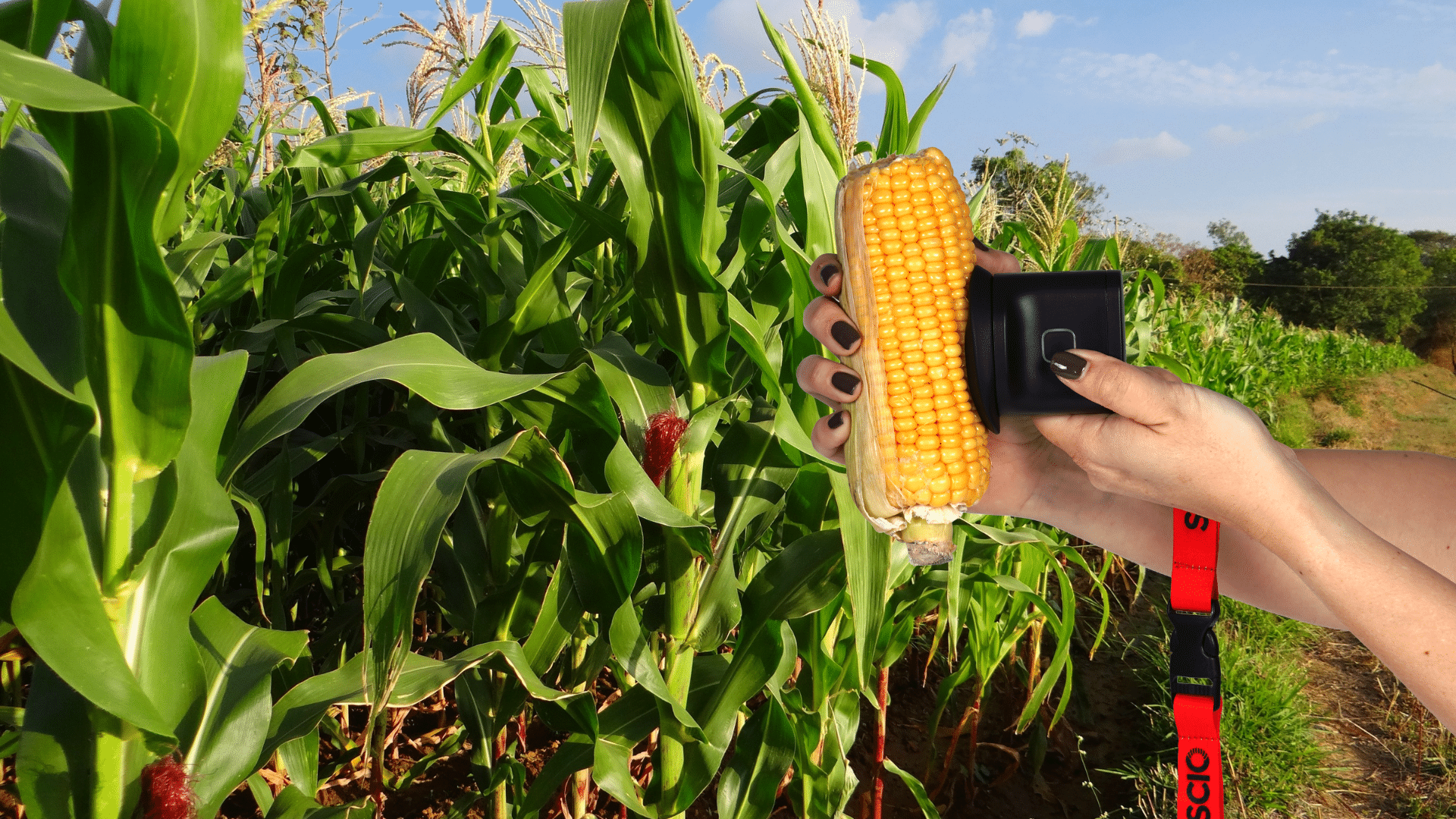 SCIO, formerly known as Consumer Physics, has launched the SCIO Mini 2, a next-generation handheld device designed to help corn growers and seed producers measure moisture levels quickly and accurately