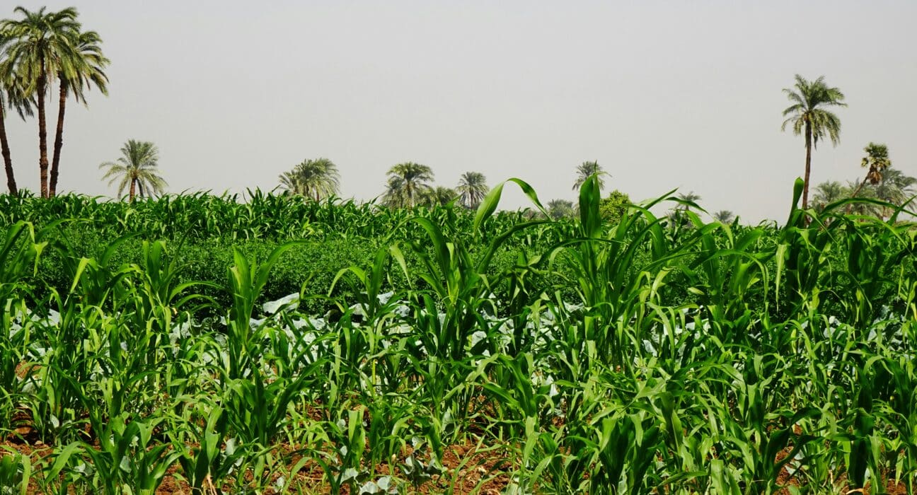Learn about Joel Benson and his role in developing the 2025 Climate Guide for farmers in Nigeria amid changing climate conditions.