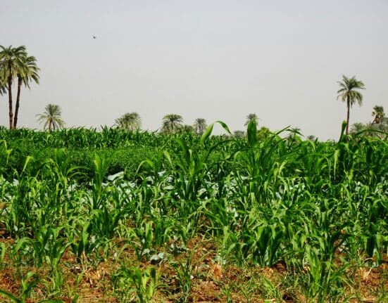 Learn about Joel Benson and his role in developing the 2025 Climate Guide for farmers in Nigeria amid changing climate conditions.