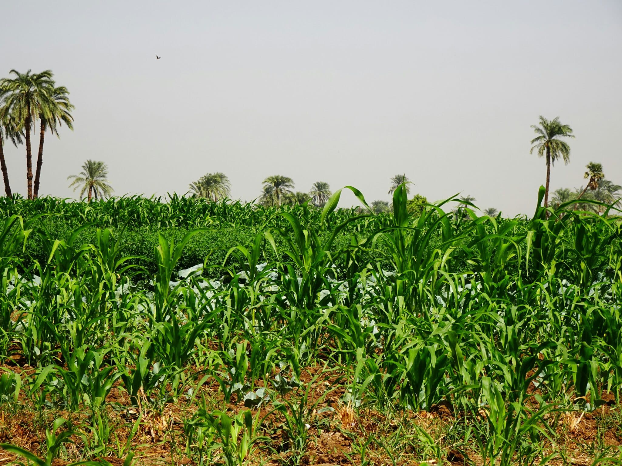 Learn about Joel Benson and his role in developing the 2025 Climate Guide for farmers in Nigeria amid changing climate conditions.