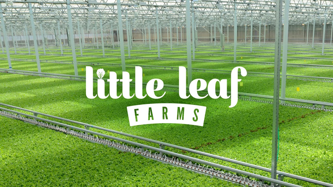 Little Leaf Farms greenhouse image