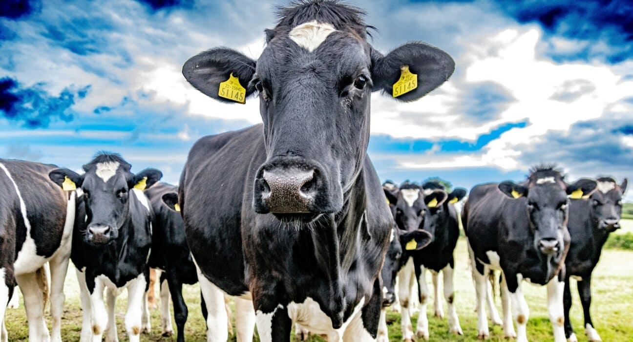 Antler Bio, a company focused on dairy farming, has announced a $4.3 million investment to accelerate the rollout of its EpiHerd technology