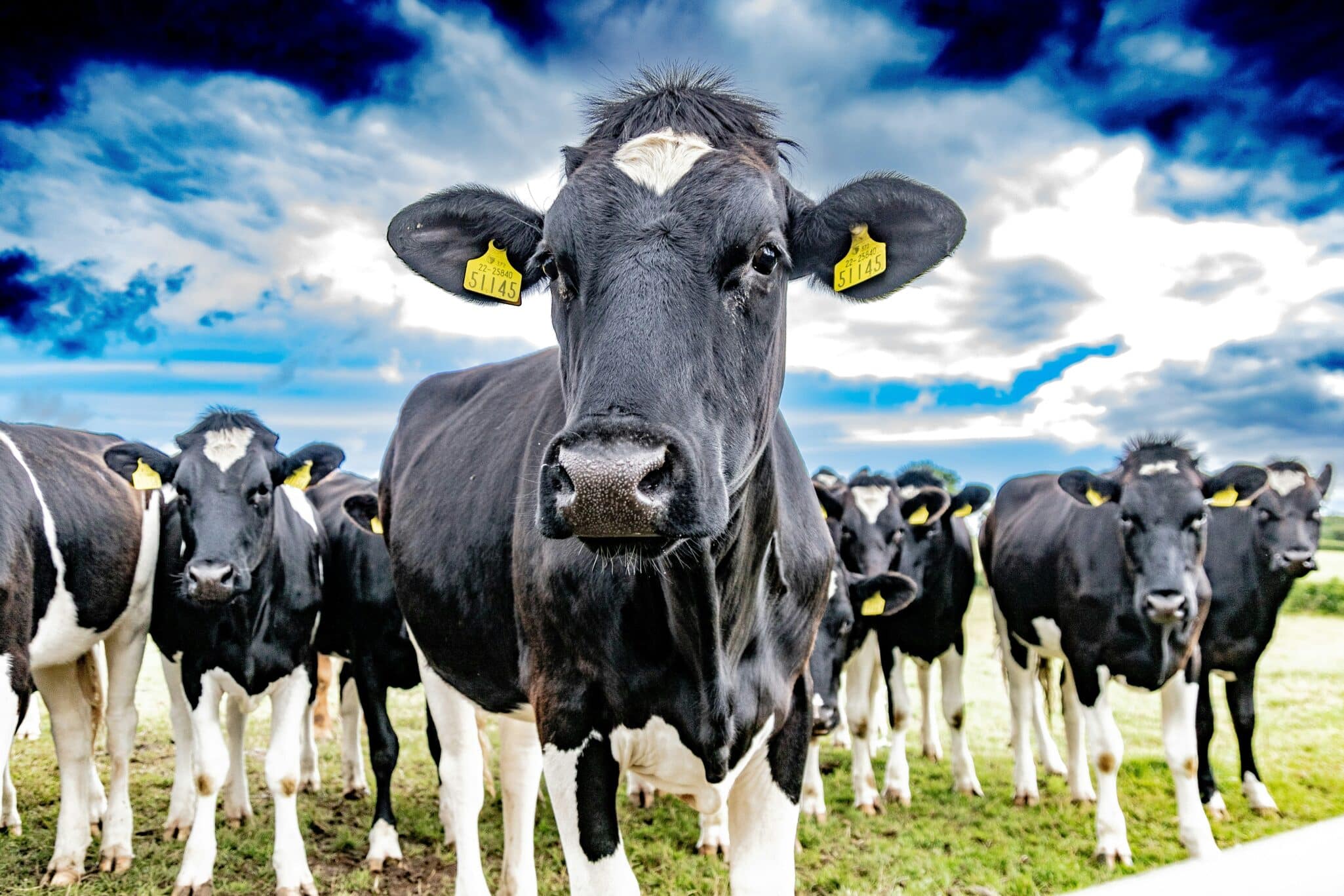 Antler Bio, a company focused on dairy farming, has announced a $4.3 million investment to accelerate the rollout of its EpiHerd technology
