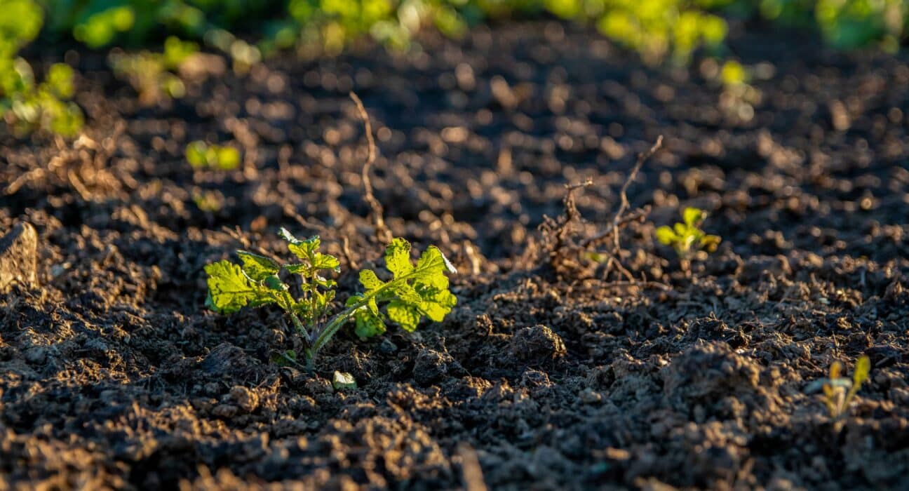 National Bamboo LLC, maker of GROZOME® Plant & Soil Probiotics, has entered a bulk distribution agreement with Hiwassee Products LLC