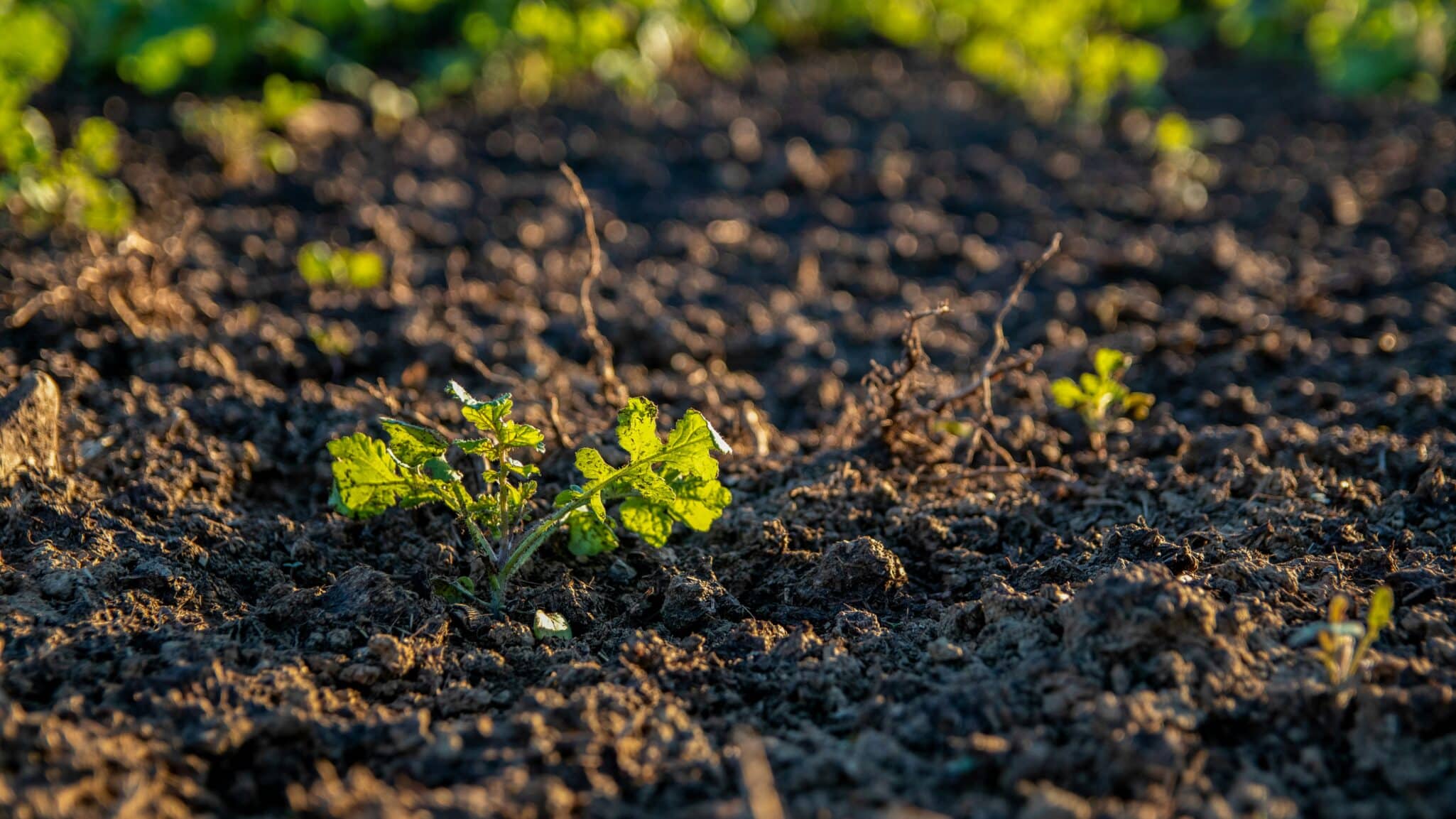 National Bamboo LLC, maker of GROZOME® Plant & Soil Probiotics, has entered a bulk distribution agreement with Hiwassee Products LLC