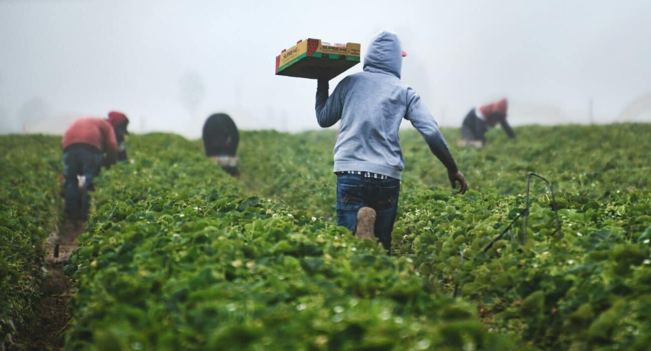 Discover how recent ICE raids are impacting farm labor in the U.S., causing labor shortages and potentially rising grocery prices.