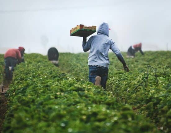 Discover how recent ICE raids are impacting farm labor in the U.S., causing labor shortages and potentially rising grocery prices.