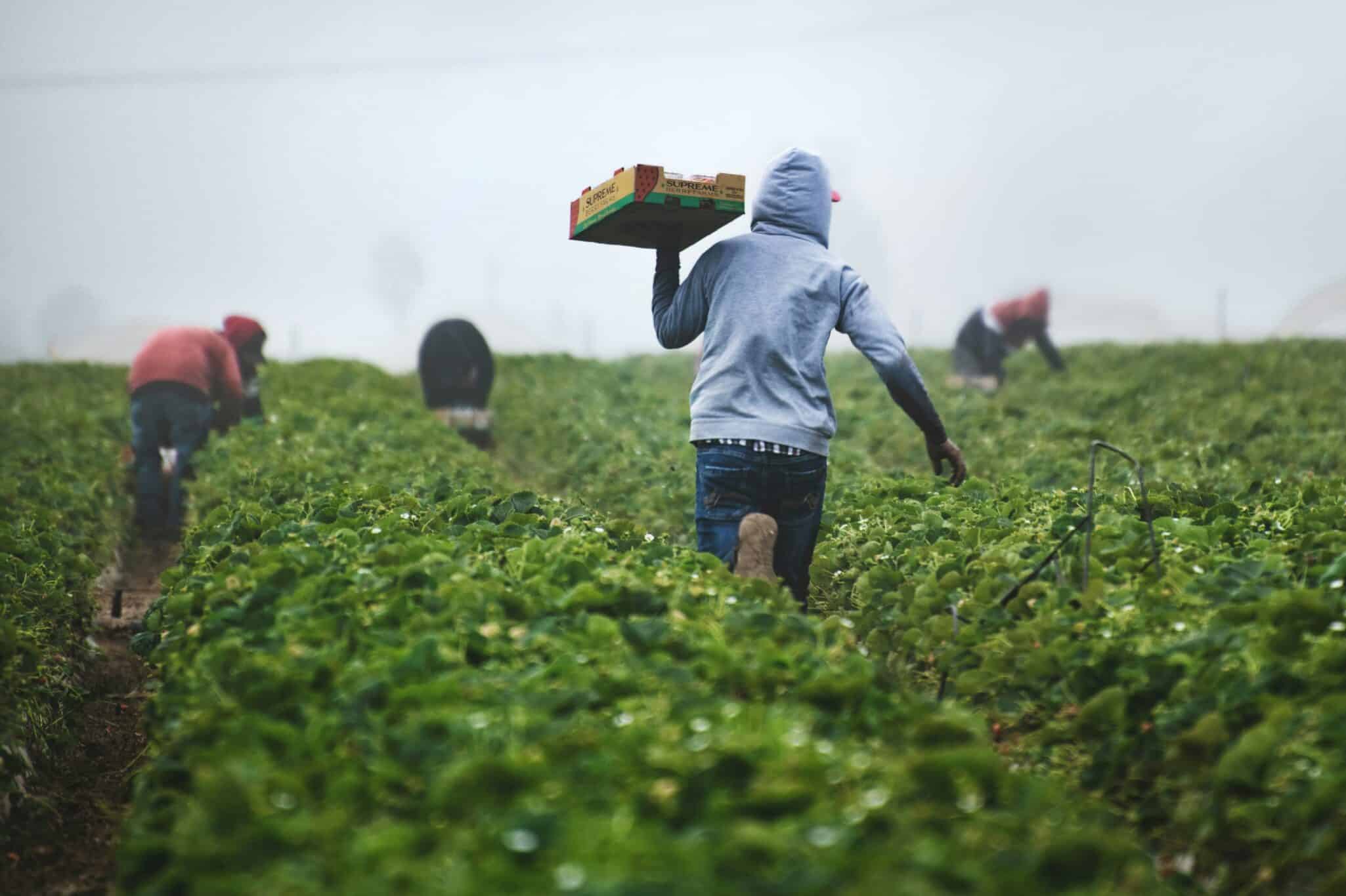 Discover how recent ICE raids are impacting farm labor in the U.S., causing labor shortages and potentially rising grocery prices.