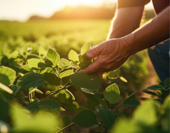Zorina™ fungicide, developed by BASF Agricultural Solutions, has received U.S. Environmental Protection Agency (EPA) registration and is now approved for use in the U.S., pending state-level approvals.