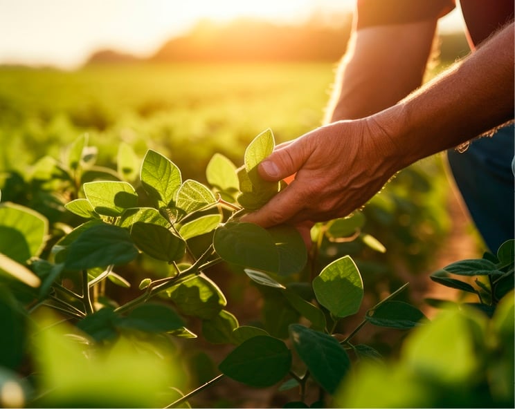 Zorina™ fungicide, developed by BASF Agricultural Solutions, has received U.S. Environmental Protection Agency (EPA) registration and is now approved for use in the U.S., pending state-level approvals.