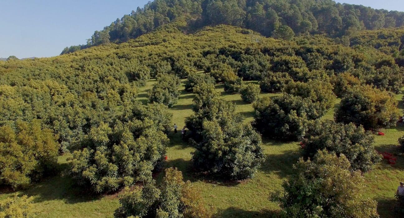 Mexican avocado industry signs first national zero-deforestation pact with government, aiming for deforestation-free exports by 2030.