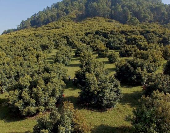 Mexican avocado industry signs first national zero-deforestation pact with government, aiming for deforestation-free exports by 2030.