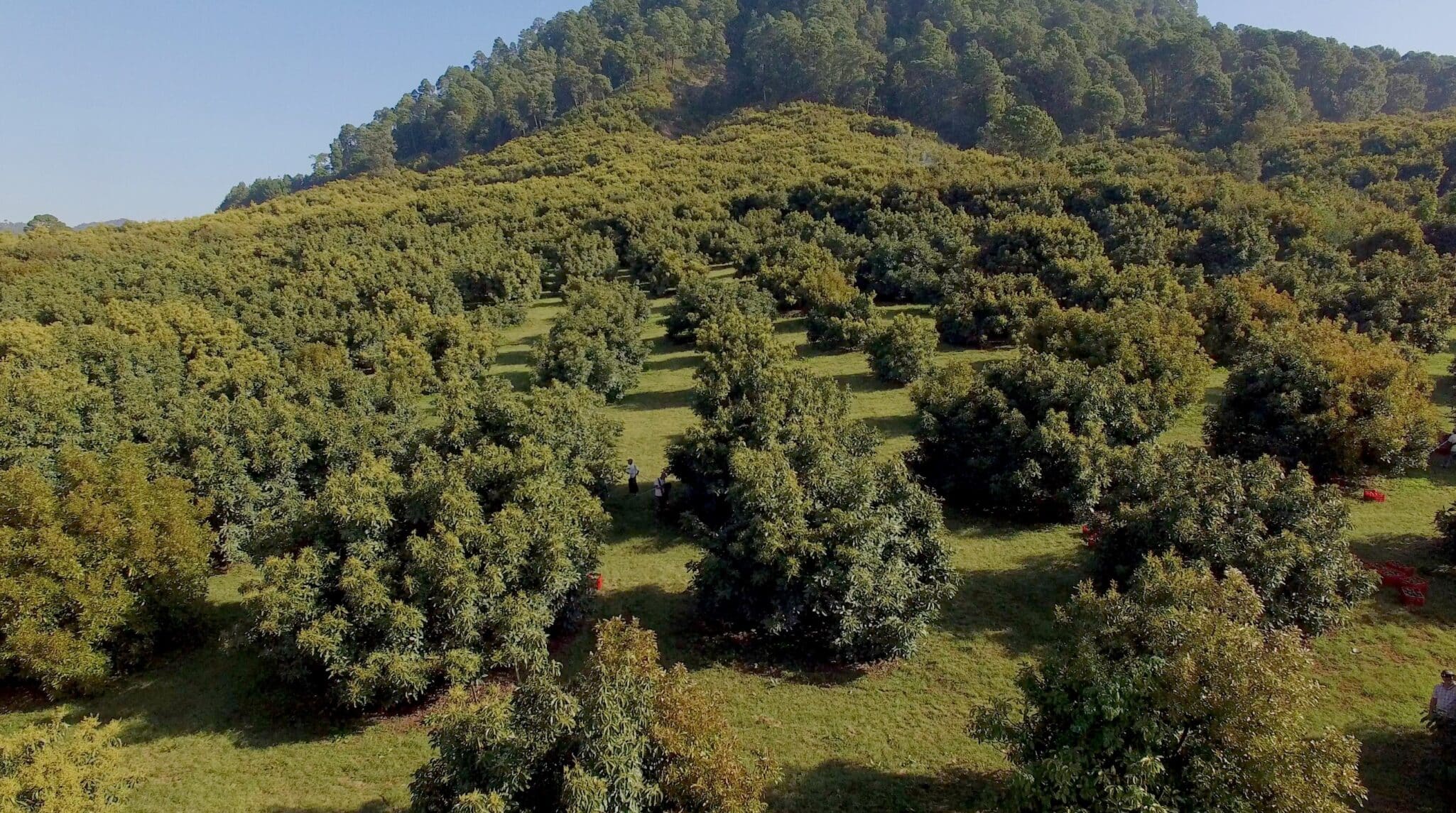 Mexican avocado industry signs first national zero-deforestation pact with government, aiming for deforestation-free exports by 2030.