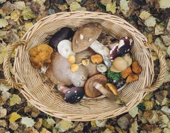 LeafWorks launches DNA-based Quantification Testing for mushroom blends, giving brands accurate tools for compliance, QA, and trust.
