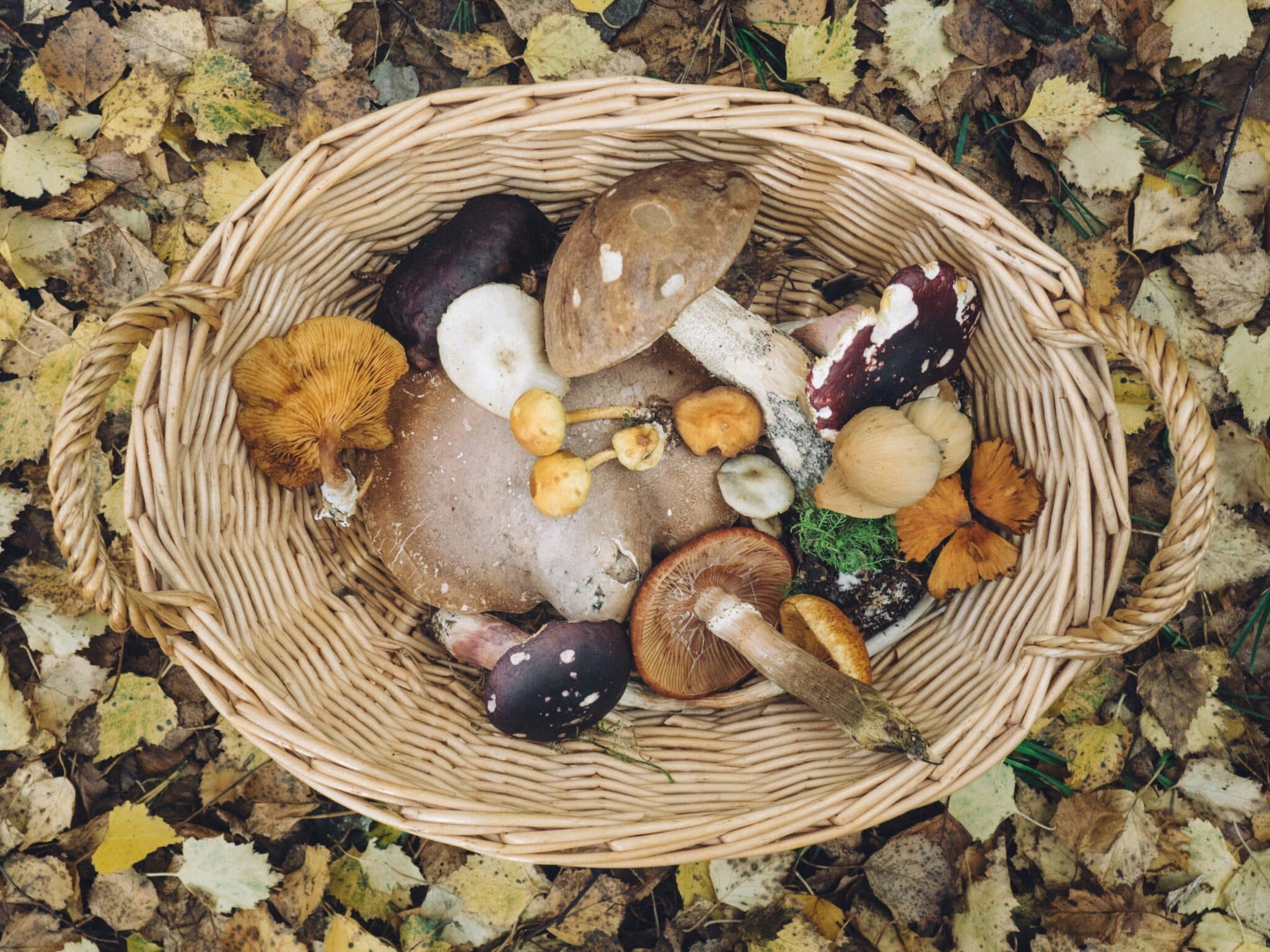 LeafWorks launches DNA-based Quantification Testing for mushroom blends, giving brands accurate tools for compliance, QA, and trust.