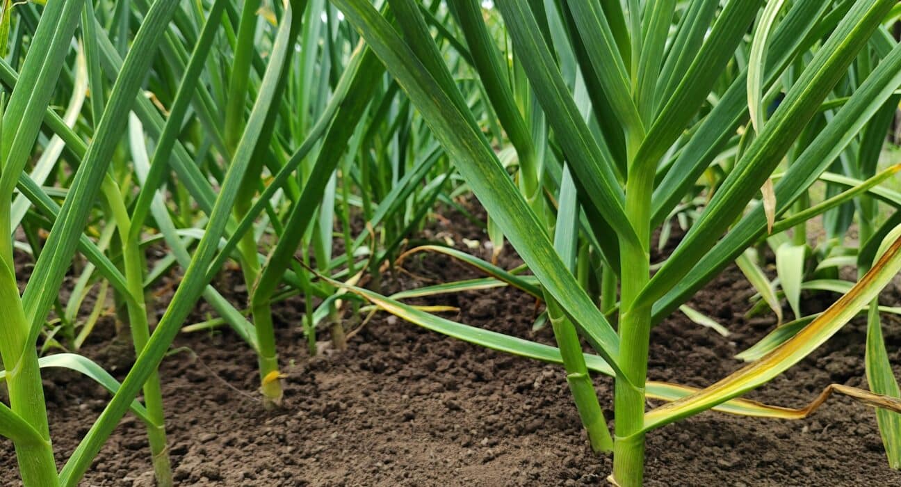MDA secures $11.16M USDA grant to expand irrigation efficiency, protect groundwater, and advance conservation across 25 Minnesota counties.