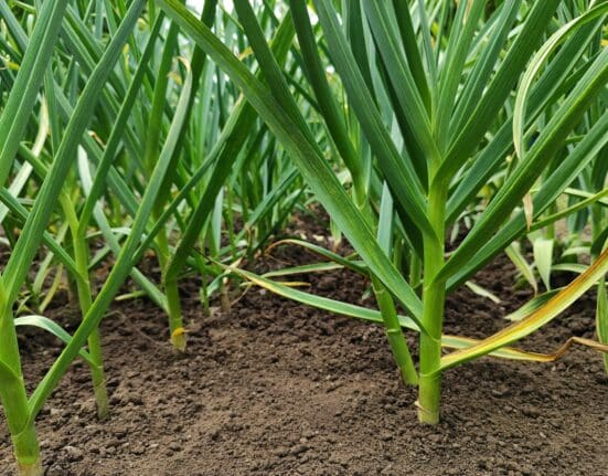 MDA secures $11.16M USDA grant to expand irrigation efficiency, protect groundwater, and advance conservation across 25 Minnesota counties.