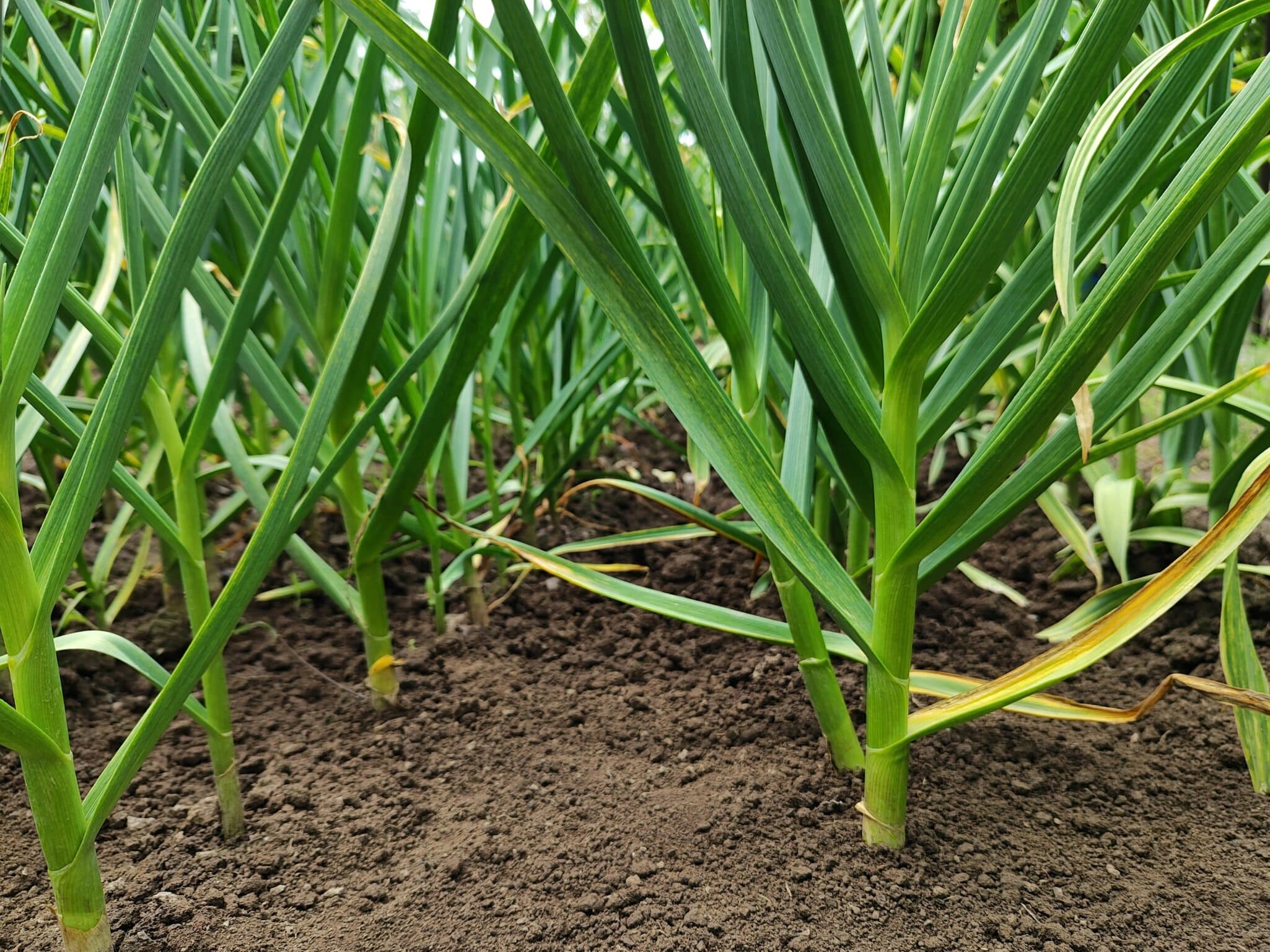 MDA secures $11.16M USDA grant to expand irrigation efficiency, protect groundwater, and advance conservation across 25 Minnesota counties.