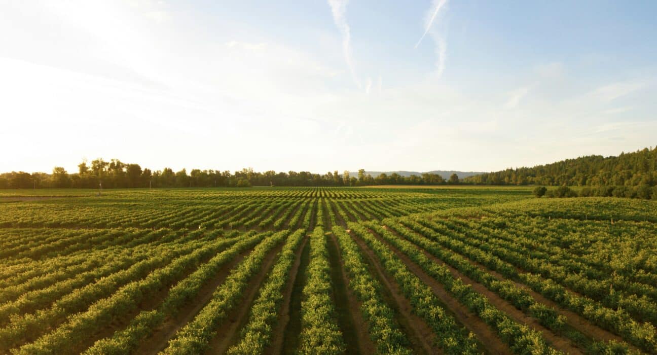 MAVRK Capital Inc. announced the first close of its second fund that targets produce growers with a focus on perishable agriculture.
