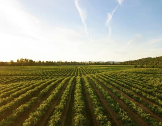 MAVRK Capital Inc. announced the first close of its second fund that targets produce growers with a focus on perishable agriculture.