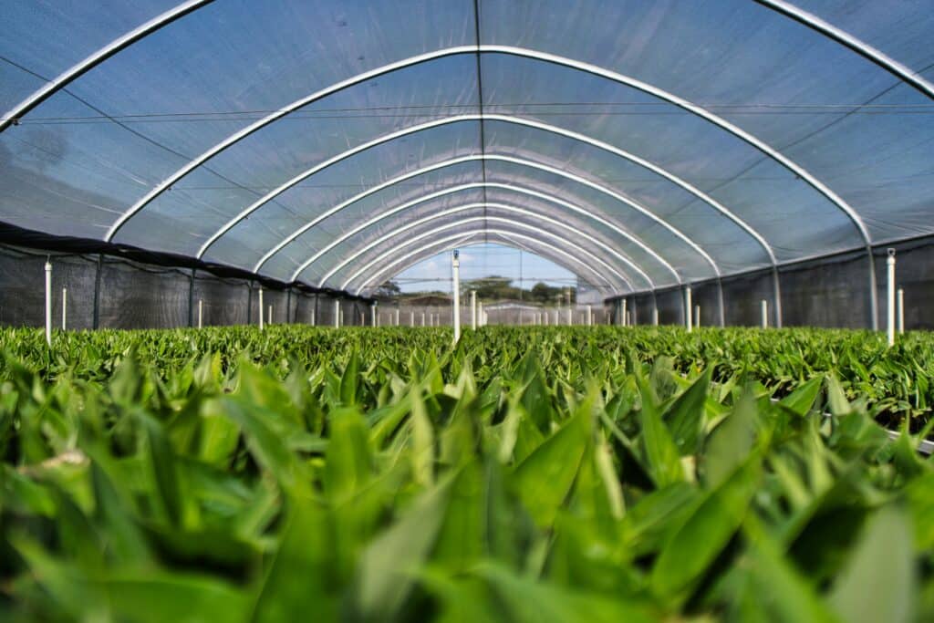 2025 Indoor Farming Trend, Greenhouse Trend, Vertical farming trend.