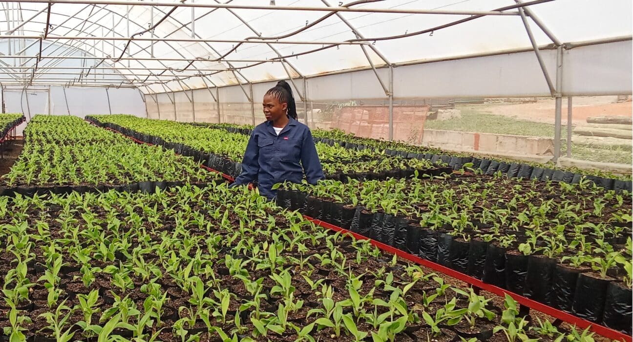 Eswatini, with FAO support, is scaling up climate adaptation in agriculture through greenhouse tunnels and shade net structures.