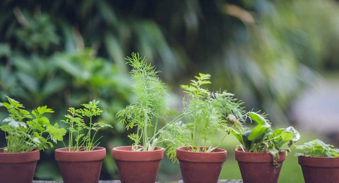 LeafWorks expands DNA-based testing for top 75 herbs and fungi, adding adulteration detection to improve accuracy, compliance, and safety.